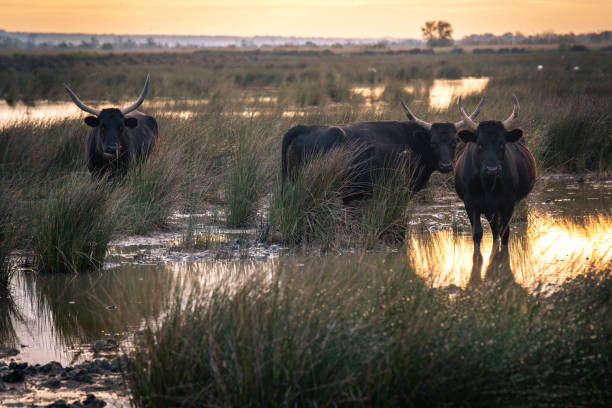 istock bulls in the Camargue area 1704822339