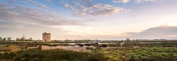 istock Landscape with bulls and guardians in Camargue 1704822715
