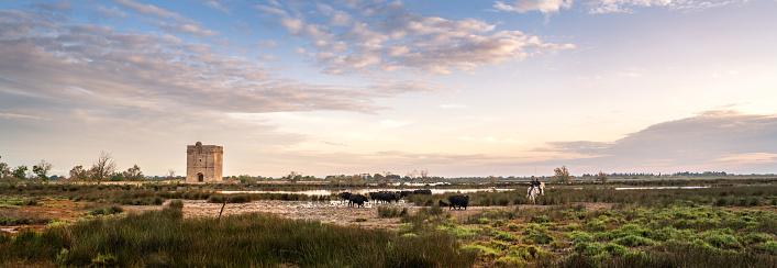 Cowboy carrying a long cattle prod near a herd of bulls, Camargue, France