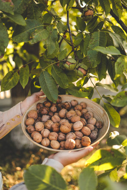 istock Walnut tree with big nuts in green shell close up, harvesting time 1704823084