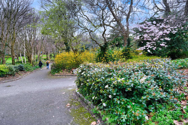 Photo showing a well-planted garden flower border, comprising a series of evergreen shrubs, flowering azaleas and a young Monkey puzzle tree (Latin name: Araucaria araucana).  Money puzzles are also referred to as 'Chilean pines' and 'Monkey tail trees'.  This particular species is the hardiest tree within its conifer family genus.