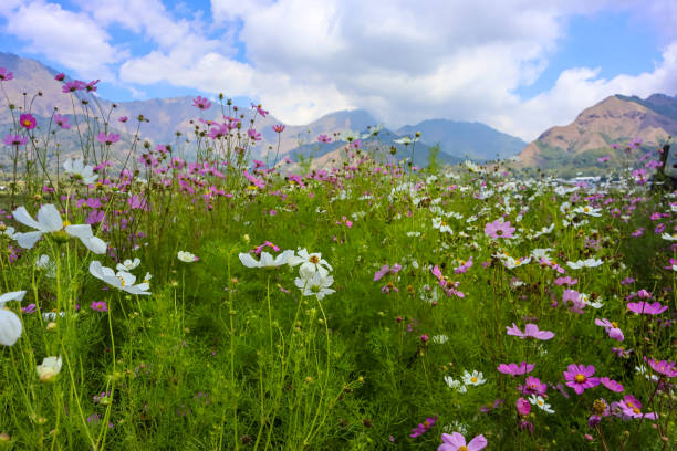 Cosmos Flower or Bunga Kenikir, Beauty purple flower, close up, blurred background