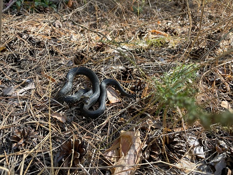 Black grass snake on forest ground