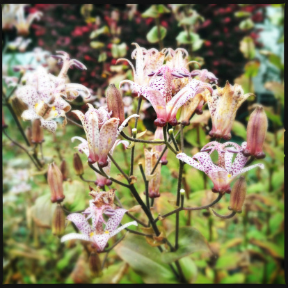 Closeup view of a cluster of Toad Lily flowers.