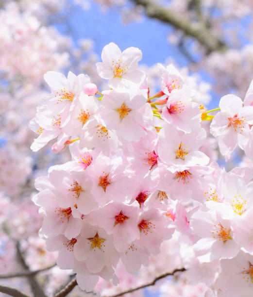 istock sakura flowers and blue sky. 1704885528