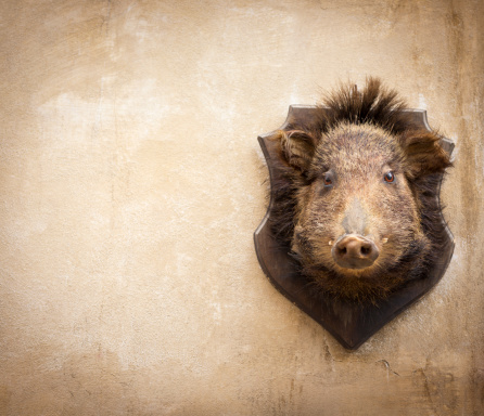 Wild boar on a wall in Volterra, Tuscany Italy