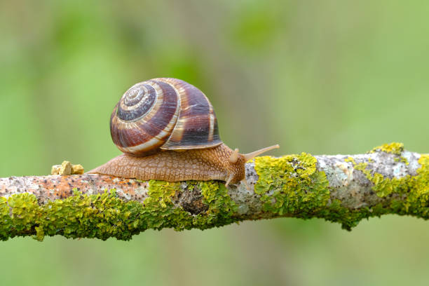 Cluster of small snails with striped shells clinging to green and dried plant foliage in a natural outdoor setting