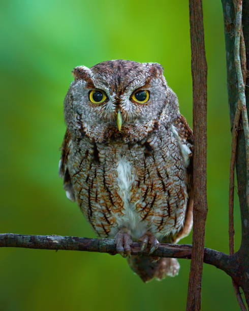 petit-duc maculé des indes - red owl screech owl animal photos et images de collection