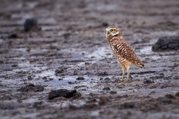 istock King of the Mud 1704931058