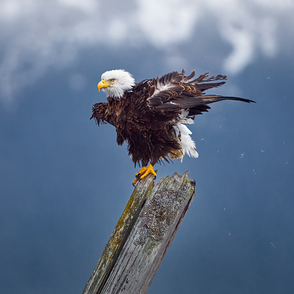 Bald Eagle ruffling feathers on a driftwood log