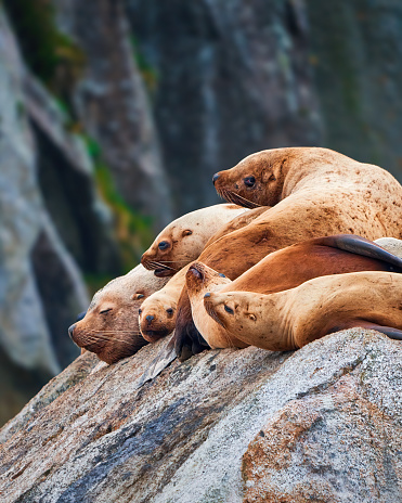 Seals hanging out on rocks in Alaska
