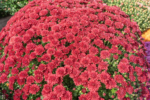 Bright bright red mums in full bloom for sale at Farmer's Market in Berks County, Pennsylvania.