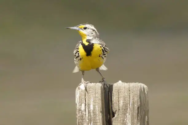 Springtime birdwatch in California Carrizo Plain National Monument, Kern County
