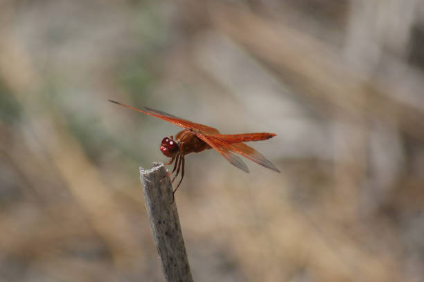Free Stock Photo of Red Dragonfly Perched on Branch | Download Free ...