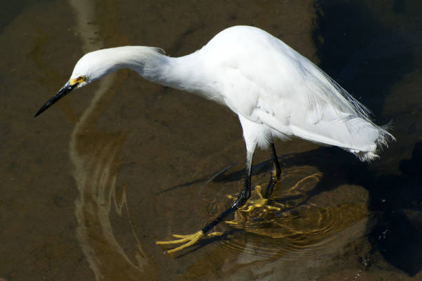 istock Hunting Great White Egret in harbor 1704975453