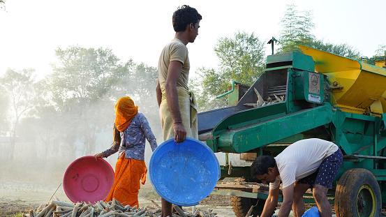 23 September 2023 Jaipur, Rajasthan, India. Thresher harvester harvesting millet during sunrise, Asian family members working at agriculture farmland. Indian countryside life concept.