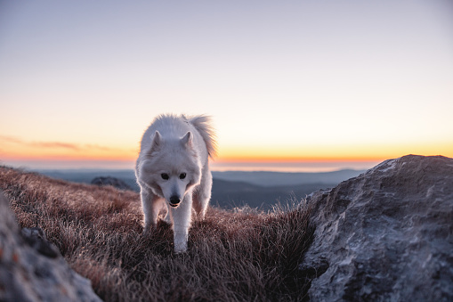 A big cute white dog walking towards the camera . He is walking on the dry grass on top of the hill as the sun is setting. The sky is beautiful and clear. Behind the dog there is a view of the surrounding hills  and valleys.