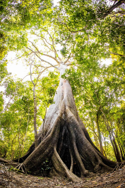 istock Biggest Amazon tree Angelim Vermelho in tropical rainforest 1705071497
