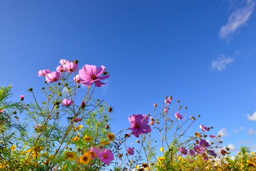 Wildflowers with a blue sky on a sunny day.