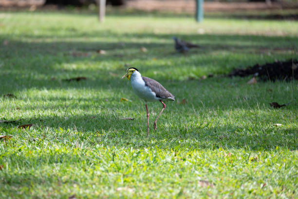 A white and grey lapwing plover foraging on the green grass in an Australian park.