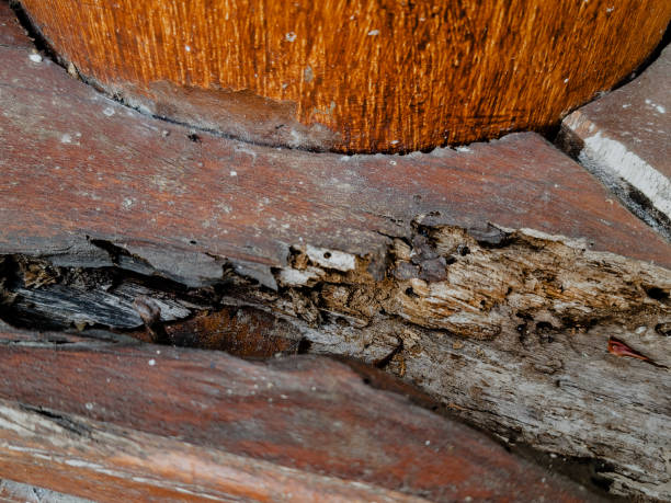 istock piece of wood that has been eaten by termites 1705084270