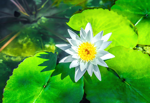 American White Water-lilies, blooming on a summer pond