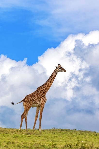 una giraffa masai maschio matura, giraffa tippelskirchi, contro un cielo estivo. masai mara, kenya. - masai giraffe foto e immagini stock