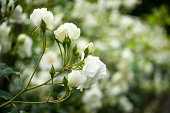 White roses bush close up