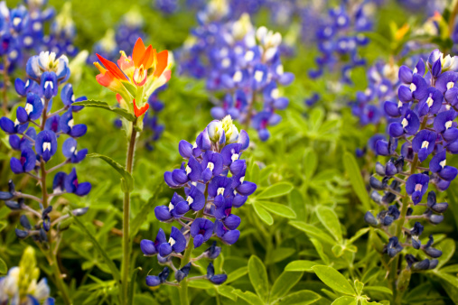 Texas Bluebonnet (Lupinus texensis) flowers blooming in spring garden. Selective focus.