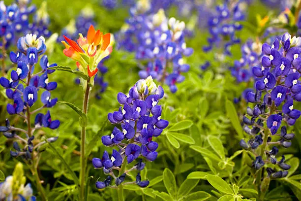 Field of Texas Bluebonnets and a lone Indian Paintbrush. Wildflowers.