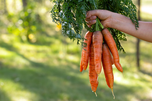A hand of a gardener is holding a bundle of big orange carrots with leaves in the yard in warm autumn light.