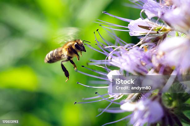 Flying Honeybee Cerca De La Flor Foto de stock y más banco de imágenes de Polinización - Polinización, Abeja, Aguijón