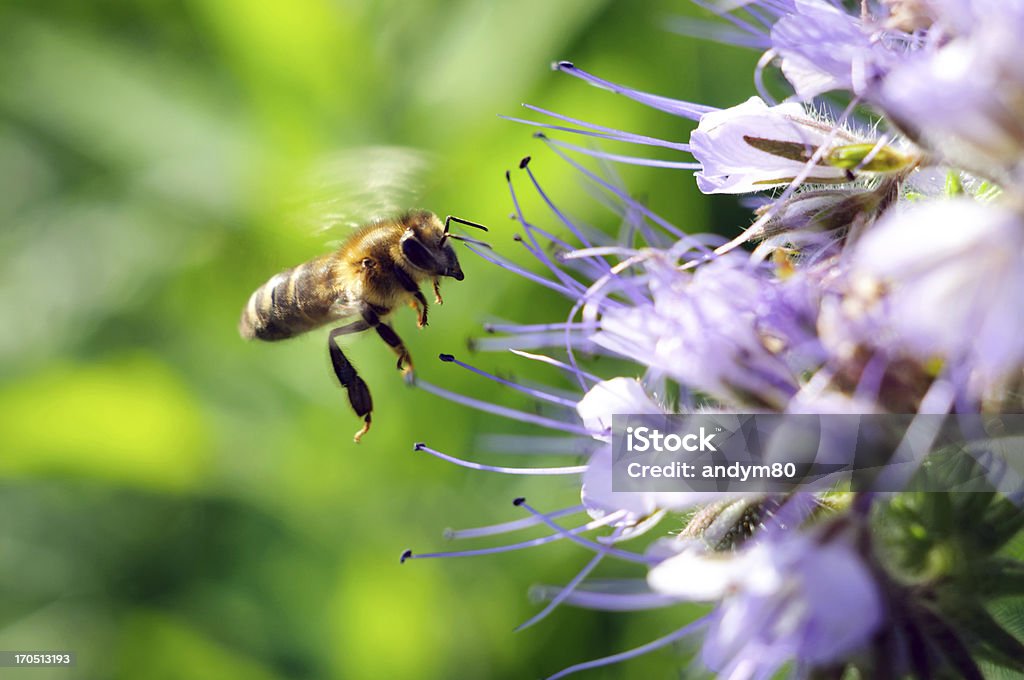 Volare honeybee vicino a fiori - Foto stock royalty-free di Impollinazione