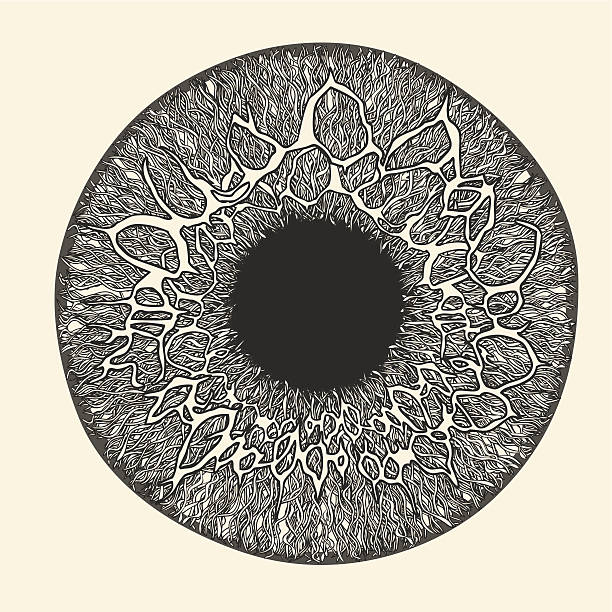 ludzkie oko. tęczówkę i źrenicę. - eyeball iris human eye macro stock illustrations