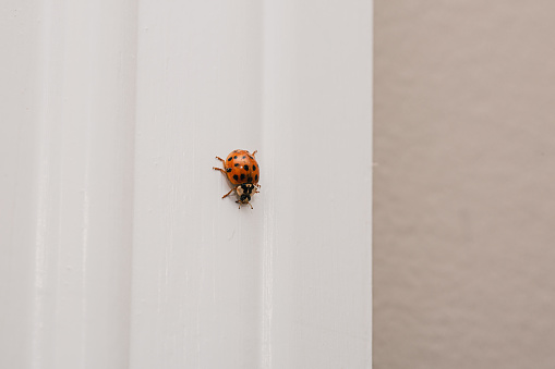 Asian Lady Beetle crawling down window frame