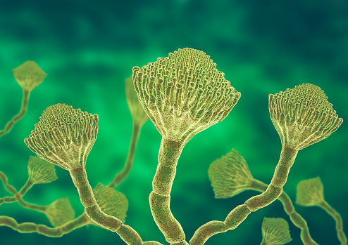 Microscopic view of a colony of Aspergillus fungi, which causes the lung infection aspergillosis, aspergilloma of the brain and lungs. 3D illustration