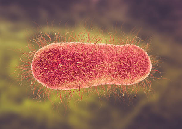 mikroskopische ansicht des salmonella enterica-serotyps typhi, der typhus verursacht - serotype stock-fotos und bilder