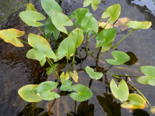 istock An aquatic plant called Kouhone 1705146807