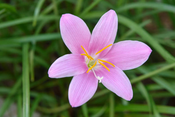 istock Rain Lily, Zephyranthes, Habranthus. 1705164166