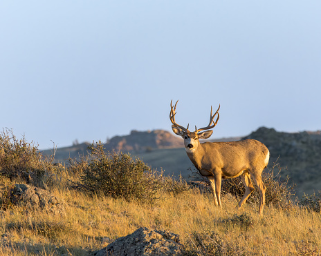 A mule deer buck is bathed in evening light in the American West.