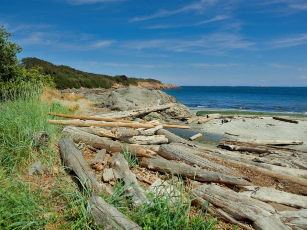 istock Sandy Willows beach with driftwood strewn along the shore 1705193474