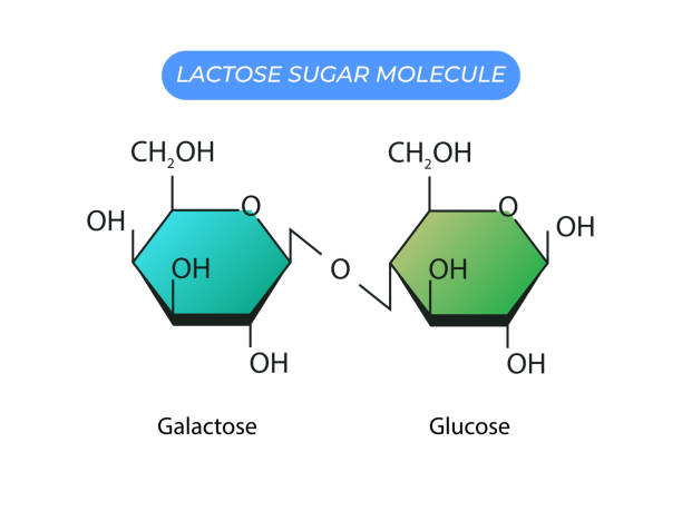ilustraciones, imágenes clip art, dibujos animados e iconos de stock de molécula de azúcar de lactosa. glucosa y galactosa - enzyme science white background isolated on white