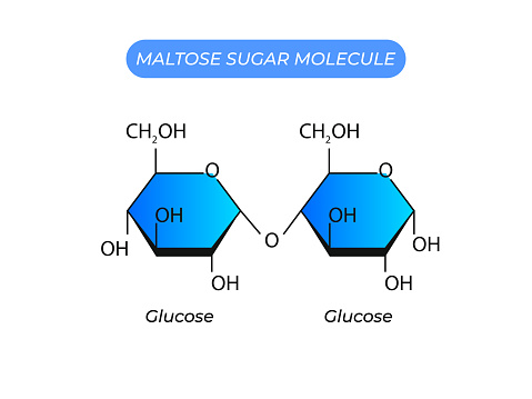 Maltose Sugar Molecule. Glucose And Glucose