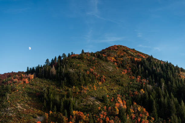 autumn trees , moon and blue clear sky at dusk in utah - provo imagens e fotografias de stock