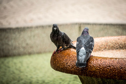 Pigeons refreshing in stone fountain