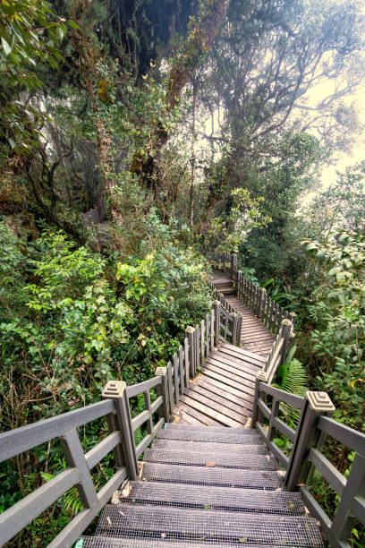 istock Mossy forest view during day time in Cameron Highland, Pahang 1705227346