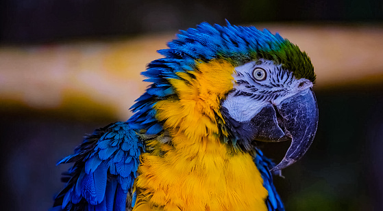 The photo is of a colorful bird with a black beak. It appears to be a type of parrot, possibly a macaw or parakeet. The bird is outdoors and has vibrant feathers.