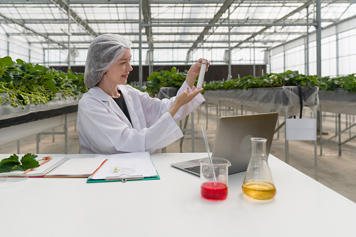 A scientist conducting research with a laptop within a vegetation-rich greenhouse.