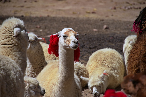 Group of alpacas on Pampa Canahuas in Peru