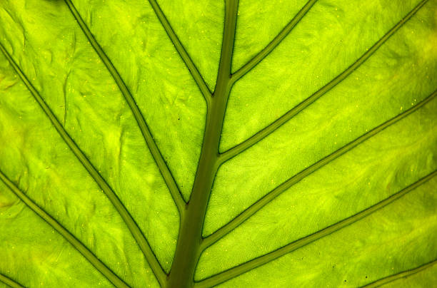 leaf of cymbling, backlighted stock photo